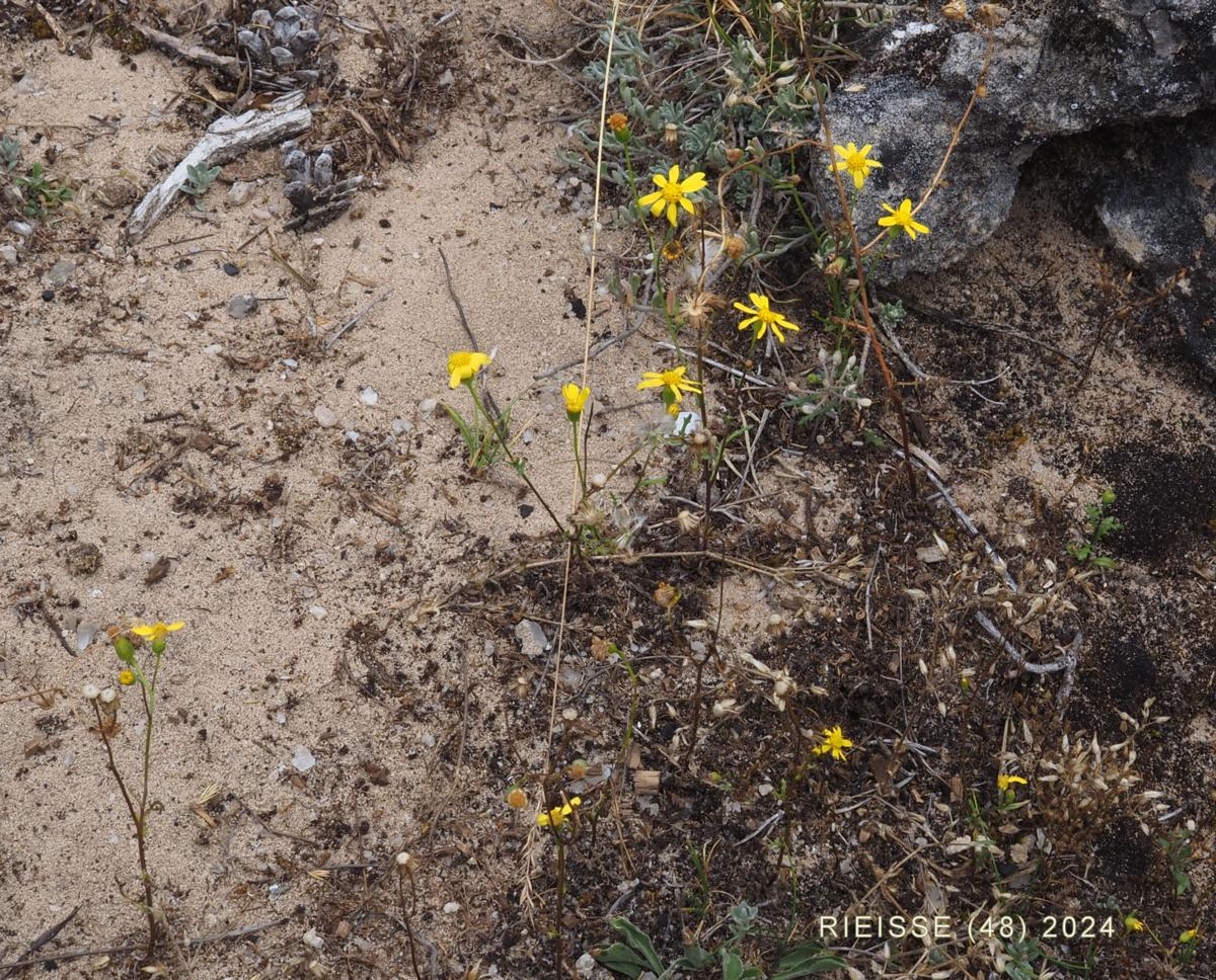 Ragwort, Mediterranean plant